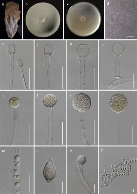 Mucor irregularis - Facesoffungi number: FoF 12294 - Faces Of Fungi