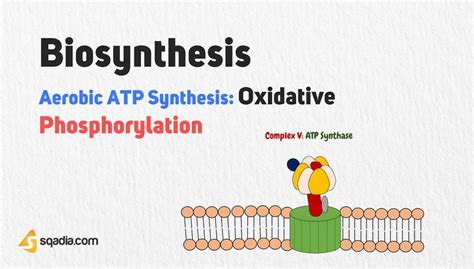 Aerobic ATP Synthesis: Oxidative Phosphorylation - Biosynthesis