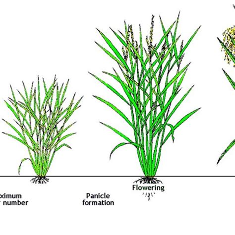 Rice crop stages. Image from the International Rice Research Institute ...