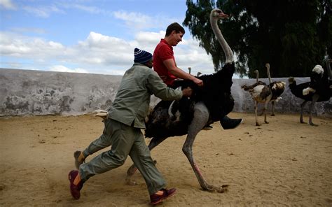 Bird-Riding Loses Luster in South Africa's Ostrich Capital - Bloomberg