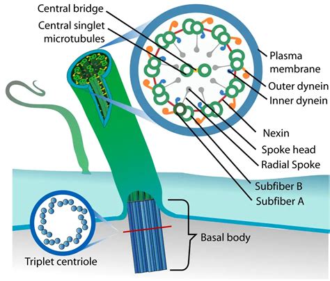 Centriole - Definition, Function, Structure of Plant/Animal Cells