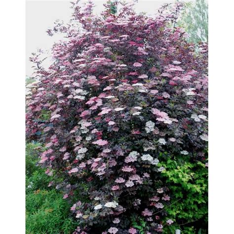 Sambucus nigra 'Black Beauty'