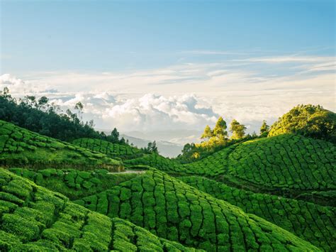 Top 5 Munnar Tea Estates That Are A Must-Visit For All | Munnar Insider Travel Blog