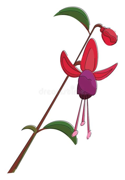 Fuchsia flower drawing stock vector. Illustration of blossom - 42377830