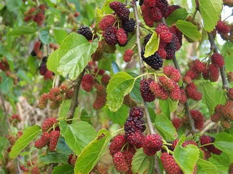 File:Morus alba fruits.jpg - Wikipedia