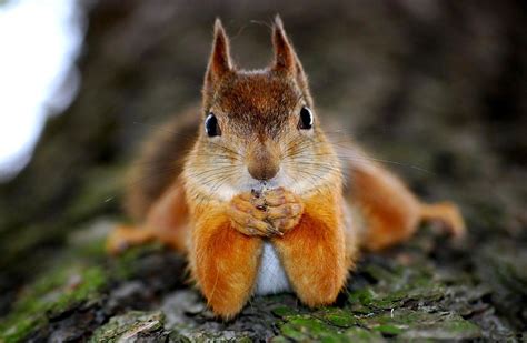 Squirrel Wallpapers - Wallpaper Cave