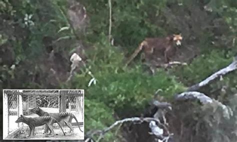 A tiny ‘deer’ was feared extinct. Scientists just photographed it - Off Topic Chit-Chat - TCM ...