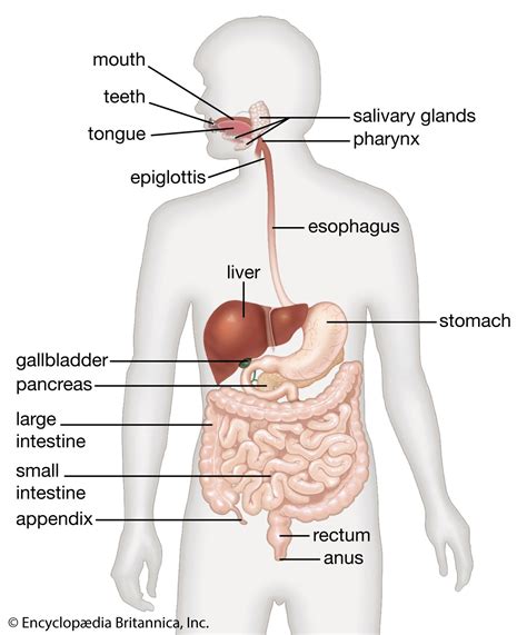 Biology - Mind Map