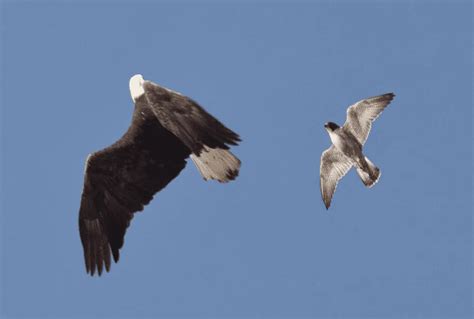 Eagle vs Falcon: It’s Complicated! - Birding Insider