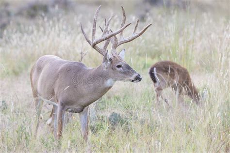 Extra Tall Tined Antlers On Whitetail Buck Stock Image - Image of hunting, fawn: 46448257