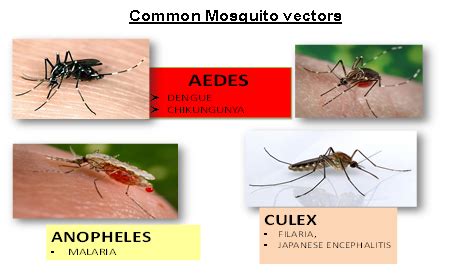 Vector Borne Diseases – Howrah Municipal Corporation