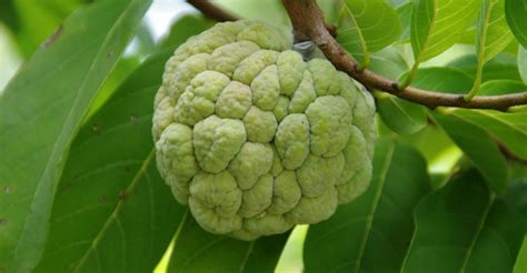 21 Amazing Health Benefits Of Eating Custard Apple (Sitaphal) & Its Side Effects