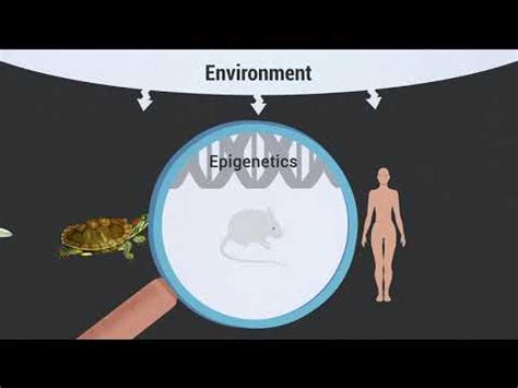 Epigenetics and the Environment - YouTube