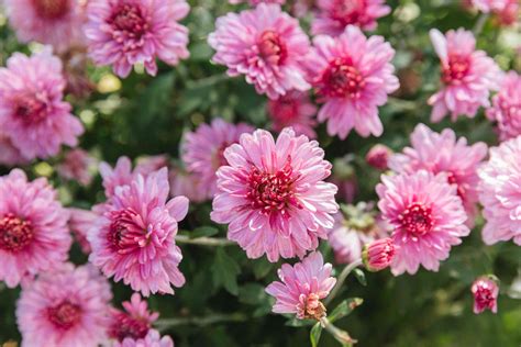 Hardy Chrysanthemums (Garden Mums): Plant Care & Growing Guide