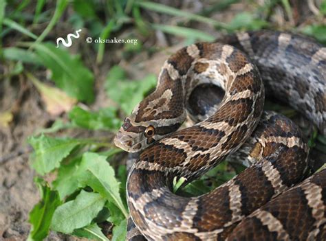 Great Plains ratsnake