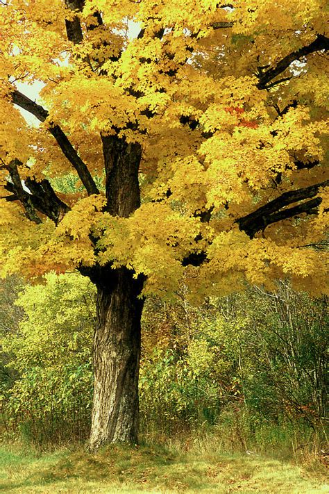 Single Oak Tree In Autumn Photograph by Roger Soule