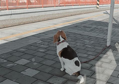 A Dog Waits for His Owner at the Train Station. the Concept of Loyalty, Abandonment and Canine ...