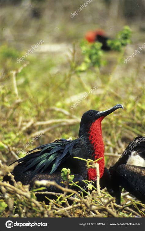 Frigate Bird Breeding Stock Photo by ©PantherMediaSeller 351061244