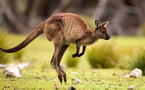 Hopping Kangaroo Pictures, Photos, and Images for Facebook, Tumblr ...