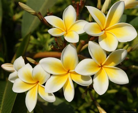 Pin on Indonesia | Types of flowers, Flowers, Planting fruit trees