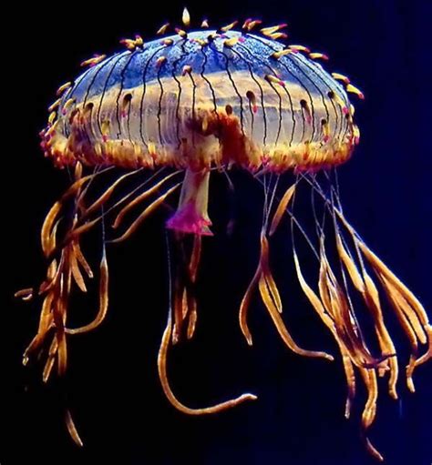 Colourful Jellyfish | Deep sea creatures, Beautiful sea creatures ...