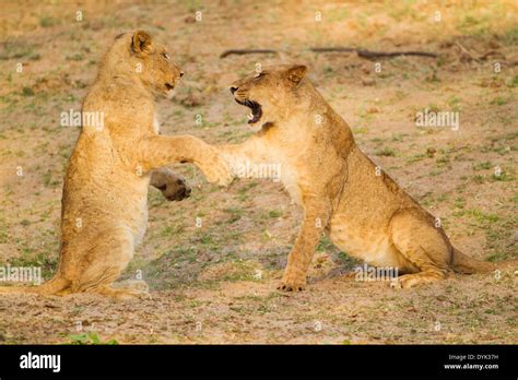 Two male lions play fighting hi-res stock photography and images - Alamy