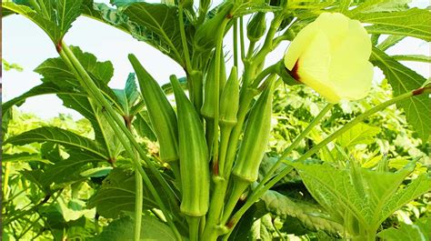 Growing Okra Plant | Ultimate Garden Season Guide - Garden Season