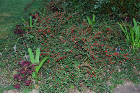 Ground Covers With Colorful Berries in Winter | What Grows There ...