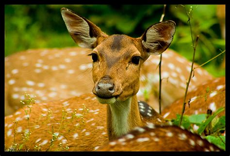 Chital/Spotted Deer | Scientific name: Axis axis | Amit krishna | Flickr