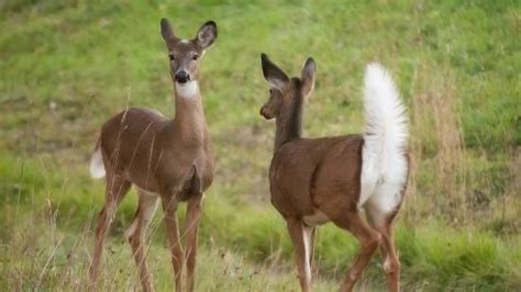 Learn all about The Georgia State Animal including the Marine Mammal