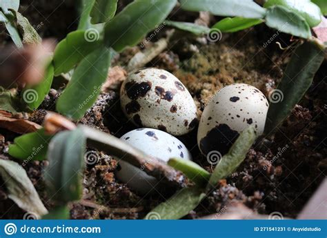 Three Snake Eggs on a Ground in Jungle Grass Stock Image - Image of ...