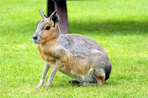 Patagonian Mara - Grassland Dwelling Rodents - Mara River Safari Lodge