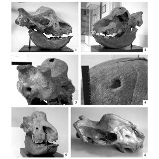 (PDF) On the fossil rhinoceros Elasmotherium (including the collections of the Russian Academy ...