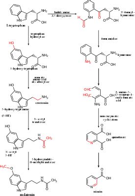 Triptófano _ AcademiaLab