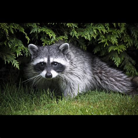 there's a raccoon living in our backyard. | our neighbours h… | Flickr