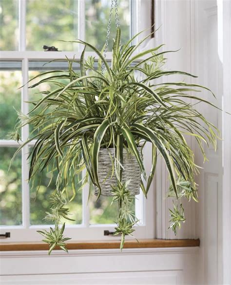 Peerless Easy To Care For Indoor Hanging Plants Angel Basket Plant