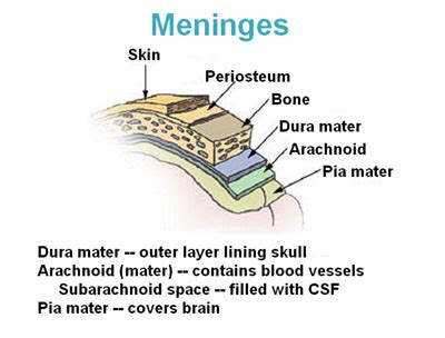 Meninges | SEER Training