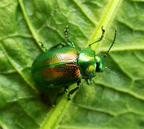 Tansy beetle - Wikipedia