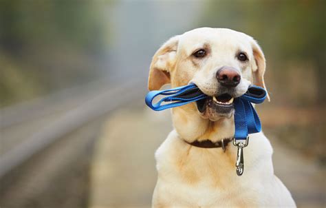 The Zen of Dog Training: Walk Your Pup Like a Boss