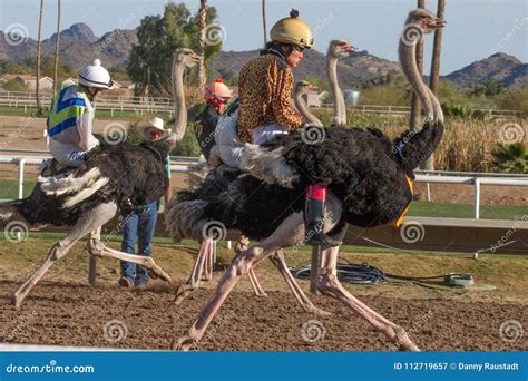 Ostrich Racing in Phoenix, Arizona Editorial Photography - Image of track, arabian: 112719657