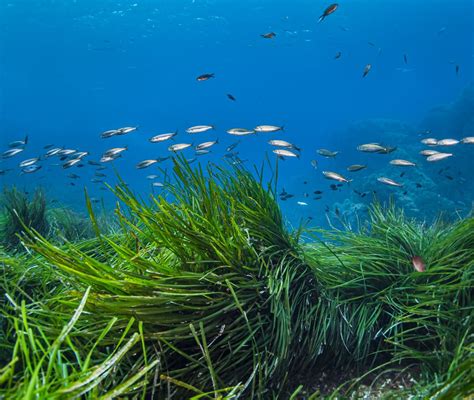 Marine and coastal biodiversity - RSK Wilding