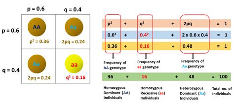 If q = .4, what is the frequency of homozygous recessive individuals? - Biology Brain