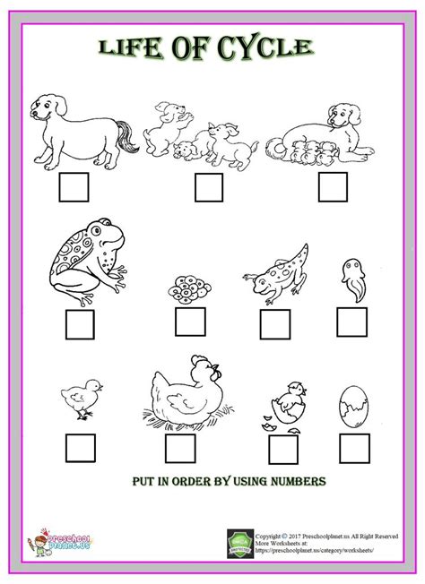 life of cycle animal worksheet | Life cycles preschool, Animal life cycles, Animal worksheets