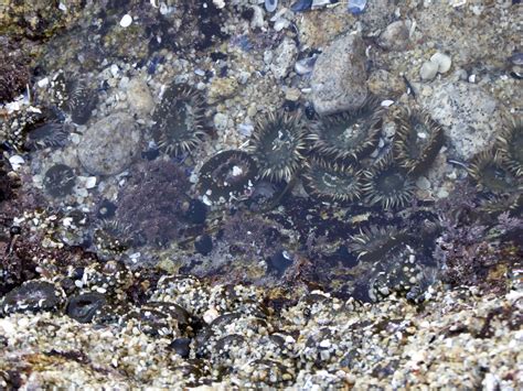 Sea Anemones Free Stock Photo - Public Domain Pictures