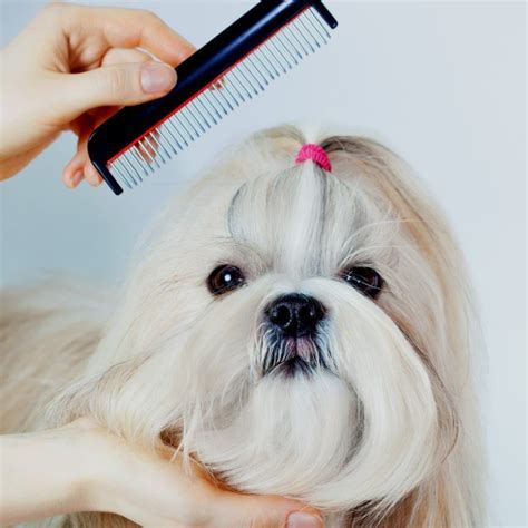 Shih Tzu Grooming Tools - a Shih Tzu owner's tips for choosing the right brushes, combs, and ...