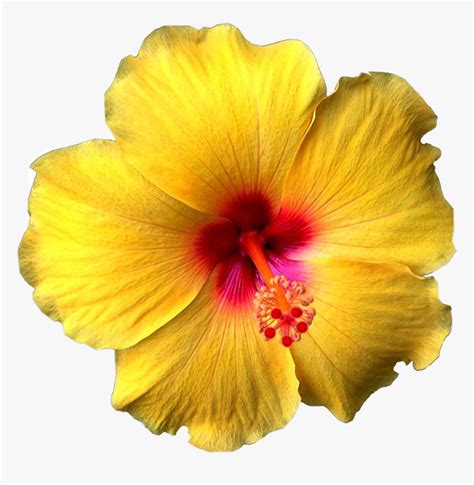 #flower #flowers #hawaiian #hibiscus #hibiscusflower - Hibiscus Flower Yellow, HD Png Download ...