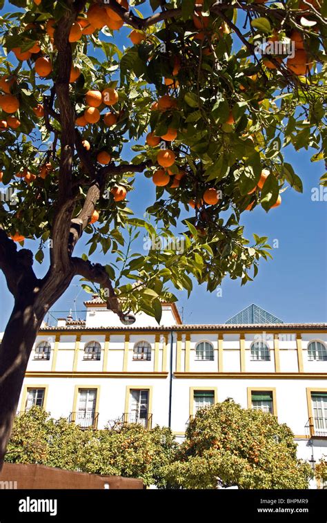 Seville oranges hi-res stock photography and images - Alamy