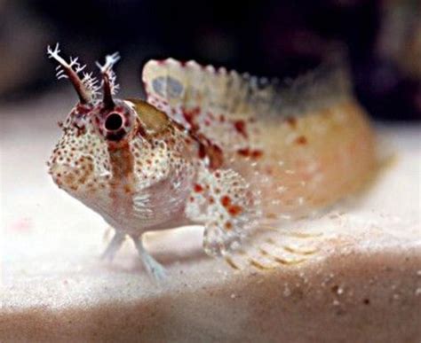 Wary blenny fish pokes its head out from a Caribbean reef - Nexus Newsfeed