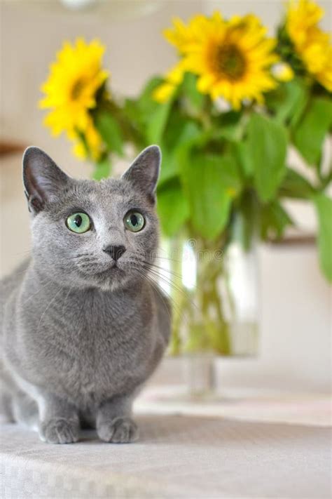 Russian Blue cat stock image. Image of blue, sunflowers - 55938707