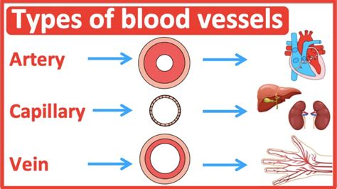 Arteries Veins And Capillaries Comparison